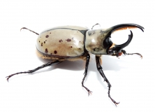 Dynastes granti Larve